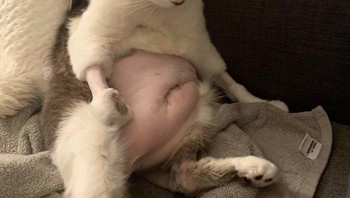 Kucing ini dicukur perutnya. Kucing sering merasakan kecemasan di klinik dokter hewan karena aneka aroma dan suara baru seperti gonggongan anjing dan kucing mengeong. Foto: Boredpanda