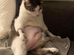 Aneka Potret Lucu Si Kucing Dipotong Rambut Usai Operasi