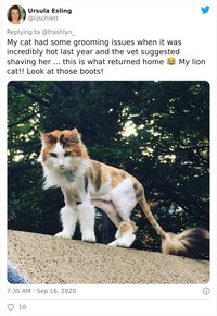 fotoinet funny cat haircut