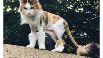 Kucing ini dicukur seluruh tubuhnya kecuali kepala dan kaki. Natalie Cady Bishop dari Cat Behavior Solved menyarankan kucing menyesuaikan diri dengan operator mereka terlebih dahulu agar tidak stress di dokter hewan. Foto: Boredpanda