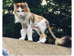 Aneka Potret Lucu Si Kucing Dipotong Rambut Usai Operasi