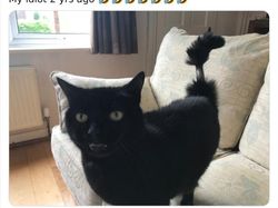 Aneka Potret Lucu Si Kucing Dipotong Rambut Usai Operasi