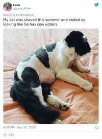 fotoinet funny cat haircut