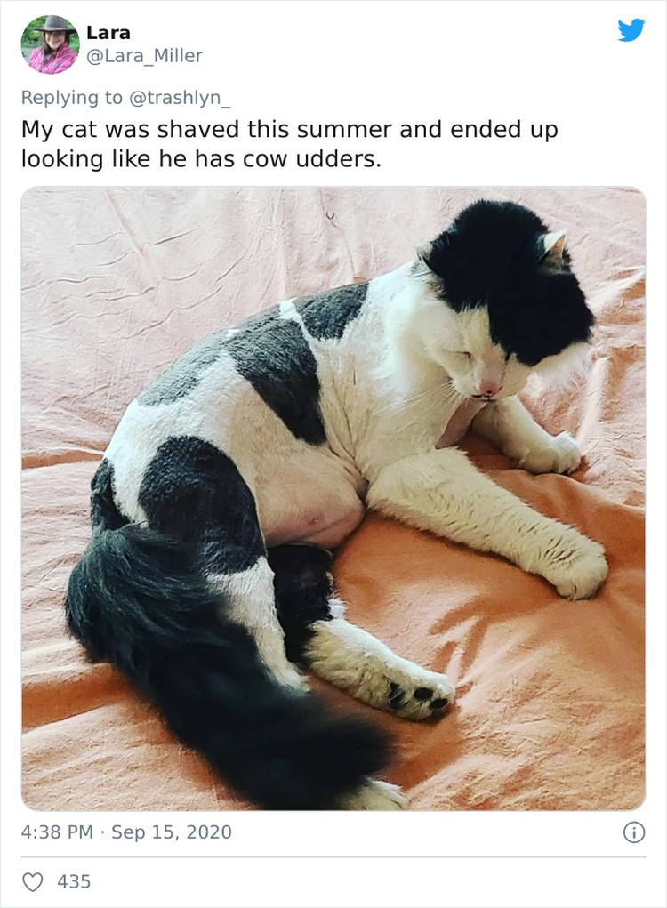 fotoinet funny cat haircut