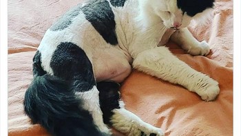 Banyak kucing yang dicukur saat musim panas. Cady Biship menyarankan kandang kotak kucing ditaruh di tengah rumah saja agar si kucing terbiasa. Kalau nanti disuruh masuk kotak untuk dibawa ke dokter, ia tidak kaget. (Foto: Boredpanda)
