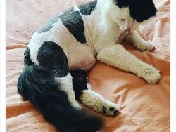 Aneka Potret Lucu Si Kucing Dipotong Rambut Usai Operasi