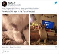 fotoinet funny cat haircut