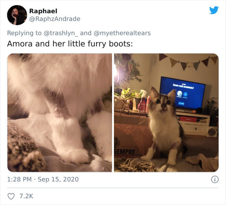 fotoinet funny cat haircut