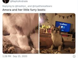 Aneka Potret Lucu Si Kucing Dipotong Rambut Usai Operasi