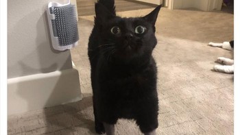 Berawal dari postingan pengguna Twitter Ash yang membagikan foto kucing temanya di mana semua kakinya dicukur. Foto ini pun menjadi viral dan pengguna lain turun membagikan foto-foto kucingnya. Foto: Boredpanda
