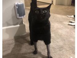 Aneka Potret Lucu Si Kucing Dipotong Rambut Usai Operasi