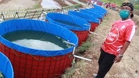 Setiap kolam memiliki ukuran diameter 2,5 meter dan tinggi sekitar 1 meter.