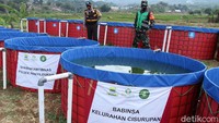 Ada 55 kolam lele dengan menggunakan media bioflok di tempat ini.