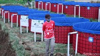 Budidaya ikan lele ini dilakukan di UPT Pembibitan Tanaman Pangan, Hortikultura, dan Peternakan Dispangtan Kota Bandung, Kelurahan Cisurupan, Kecamatan Cibiru.