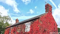 Inggris terkenal dengan desa cantiknya seperti; Bibury, dikatakan sebagai desa terindah menurut seniman Inggris selain itu ada Desa Castle Combe dan Desa Rye yang hanya 1 jam 30 menit hingga 2 jam naik kereta dari London. Istimewa/Love Great Britain.