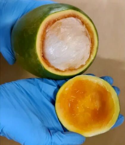 Penyelundupan Narkoba di Pepaya