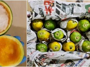 Pepaya Jadi Alat Penyelundupan Narkoba Senilai Rp 1,3 Miliar!