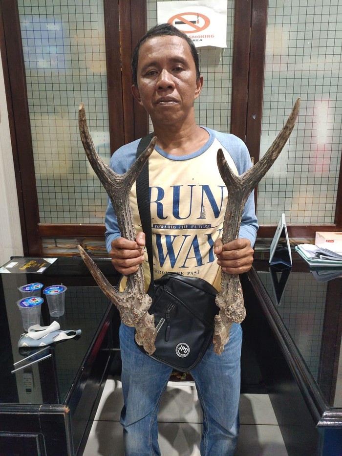 Polda Bengkulu tangkap pria yang memiliki, menyimpan bagian tubuh satwa dilindungi (dok Istimewa)