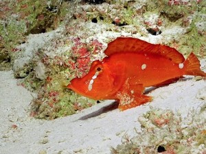 Spesies Langka Ikan Berjalan Menampakkan Diri di Australia