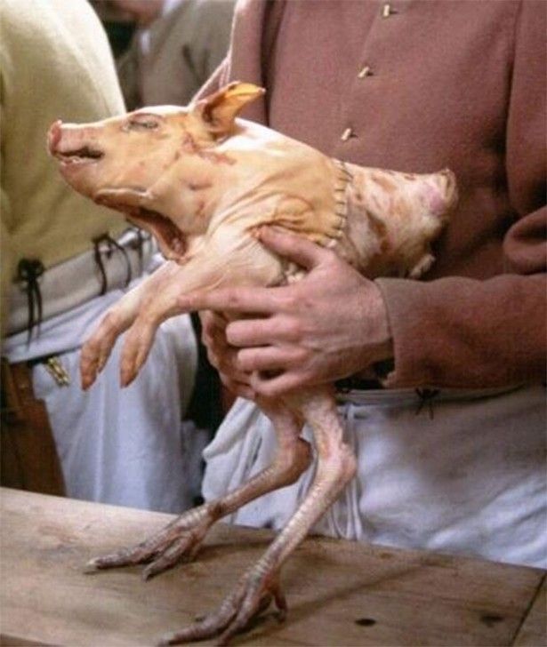 Babi Dijahit Ayam hingga Sup Ular, Makanan Bersejarah Paling Aneh