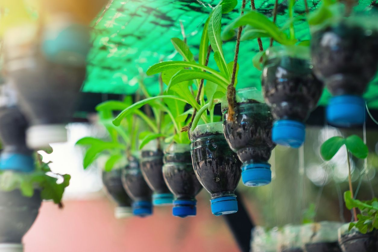 Bottle pot hanging form tree with small plant inside.Recycle water bottle pot.Creativity of children.