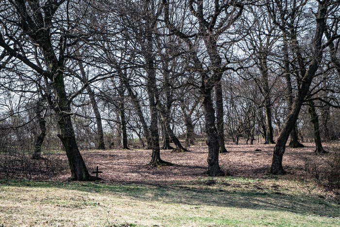 Hoia Baciu