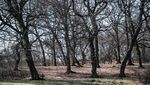 Hutan Terangker yang Punya Gerbang Dunia Lain