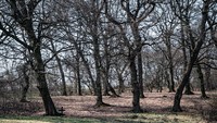  Hutan ini terletak di dekat Kota Cluj-Napoca, Transylvania dengan luas 250 hektar. (Getty Images/iStockphoto)