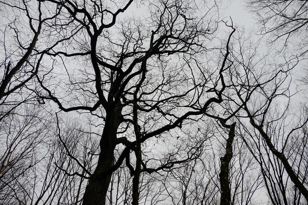 Hutan ini disebut sebagai kerajaan iblis di dunia karena sangat misterius. (Getty Images/iStockphoto) Hutan ini disebut sebagai kerajaan iblis di dunia karena sangat misterius. (Getty Images/iStockphoto)