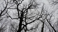 Hutan ini disebut sebagai kerajaan iblis di dunia karena sangat misterius. (Getty Images/iStockphoto)