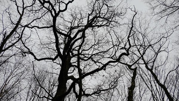 Hutan Terangker yang Punya Gerbang Dunia Lain