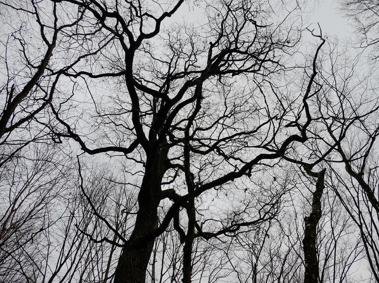 Hutan Terangker yang Punya Gerbang Dunia Lain