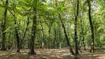 Hutan Terangker yang Punya Gerbang Dunia Lain