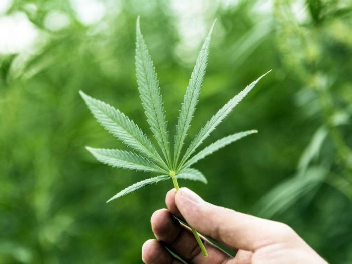 Ini Kafe Ganja Pertama di Hong Kong yang Baru Dibuka Ini Kafe Ganja Pertama di Hong Kong yang Baru Dibuka