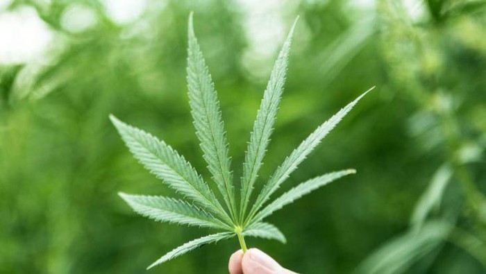 Ini Kafe Ganja Pertama di Hong Kong yang Baru Dibuka