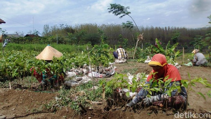 Lahan Kompensasi di Banyuwangi