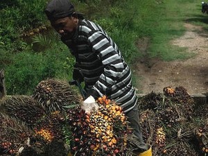 Perkebunan Sawit Malaysia Kekurangan Tenaga Kerja, Ada Koridor Khusus TKI?