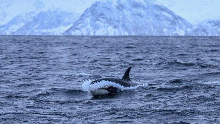 An orca chases herrings on January 17, 2019, in the Reisafjorden fjord region, near the Norwegian northern city of Tromso in the Arctic Circle. (Photo by Olivier MORIN / AFP)
