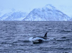 Santap Paus Jadi Primadona Turis Lokal Norwegia