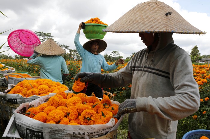Panen Bunga Marigold di Bali Workers harvest marigold flowers in Bali, Indonesia Monday, Sept. 21, 2020. Hindus in Indonesia often use flowers while praying as offering. (AP Photo/Firdia Lisnawati)