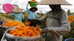 Panen Bunga Marigold di Bali
