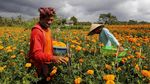 Panen Bunga Marigold di Bali