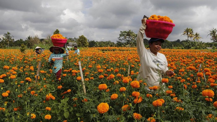 Panen Bunga Marigold di Bali Workers harvest marigold flowers in Bali, Indonesia Monday, Sept. 21, 2020. Hindus in Indonesia often use flowers while praying as offering. (AP Photo/Firdia Lisnawati)