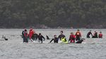 Ratusan Paus Terdampar di Tasmania, 90 Ekor Mati