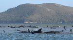 Ratusan Paus Terdampar di Tasmania, 90 Ekor Mati