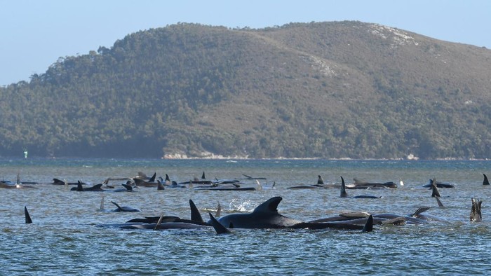 STRAHAN, AUSTRALIA - SEPTEMBER 22: Marine rescue teams attempt to help save hundreds of pilot whales stranded on a sand bar on September 22, 2020 in Strahan, Australia. More than 200 pilot whales are stranded on a sandbank at Macquarie Harbour on the west coast of Tasmania, with rescuers desperately trying to save the whales as more than 90 are feared dead. (Photo by Brodie Weeding/The Advocate - Pool/Getty Images)
