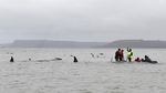 Ratusan Paus Terdampar di Tasmania, 90 Ekor Mati