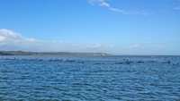Sekitar 200 mamalia telah terdampar di gundukan pasir dekat jalur perahu. Sementara 30 lainnya ditemukan beberapa ratus meter dari sana. Dan 30 lainnya ditemukan lebih jauh ke pedalaman di sepanjang Ocean Beach. Tasmania Police via Getty Images  
