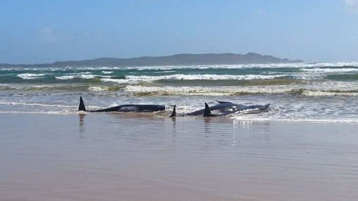 paus terdampar di tasmania