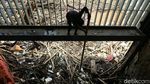 Gegara Banjir Kiriman, Sampah Menumpuk di Pintu Air Manggarai